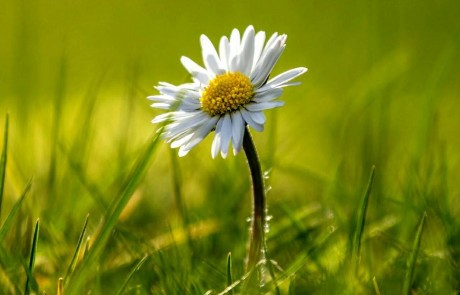 מהעציץ לשדה הפתוח