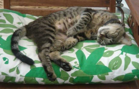 Queeny מלכת הממלכה הקסומה